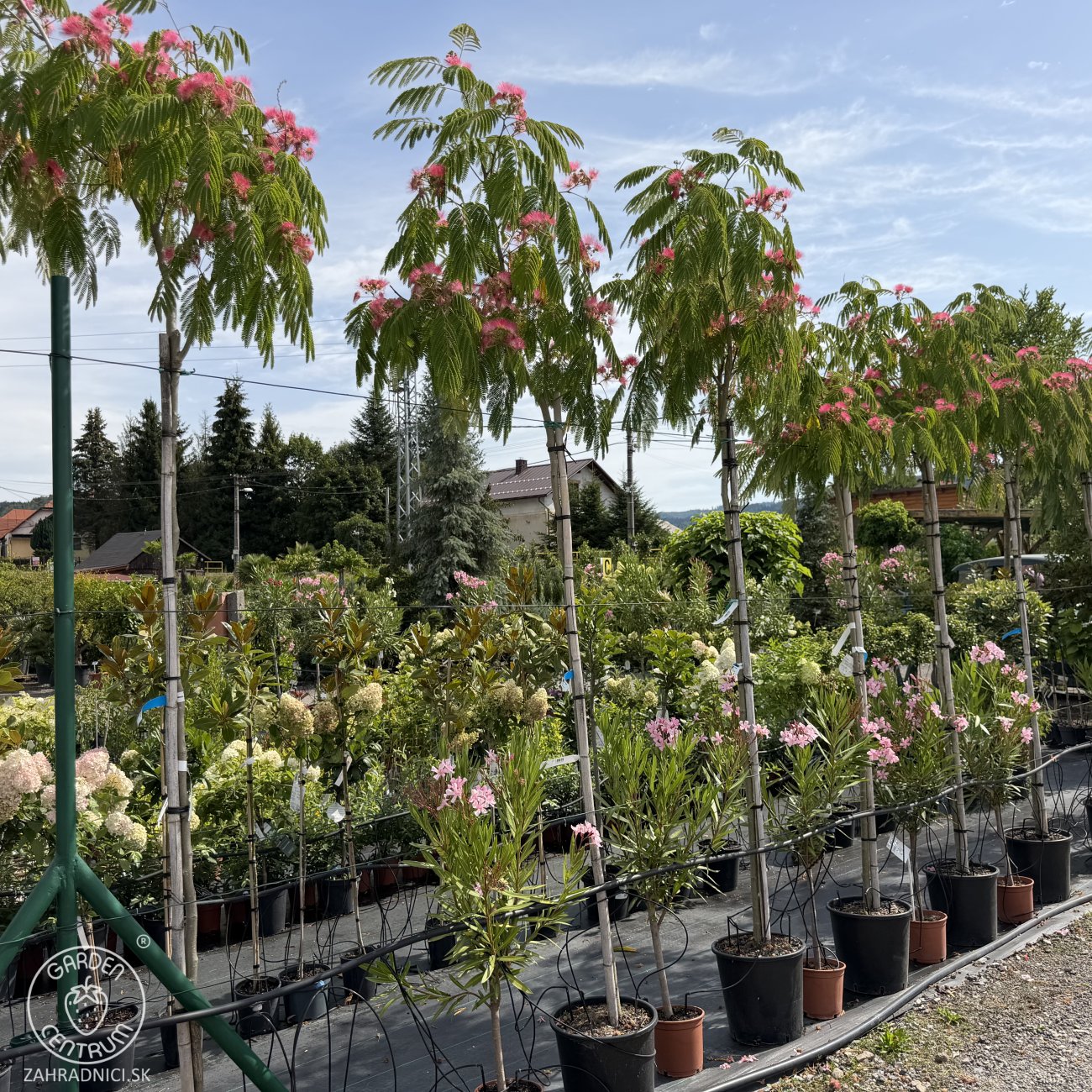 Obrázok Albízia ružová (Albizia Julibrissin) - výška 270-290 cm, obvod kmeňa 6/8 cm, kont. C18L